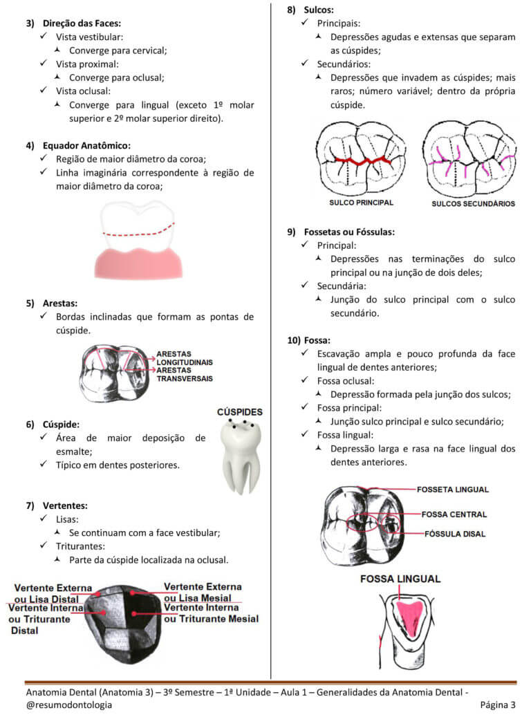 Anatomia Dental (Anatomia 3) - 3º Semestre - 1ª Unidade - Aula 1 - Generalidades - ATUALIZADO-3